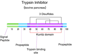 Trypsin Inhibitor Soybean