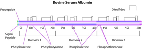 Albumin from bovine serum